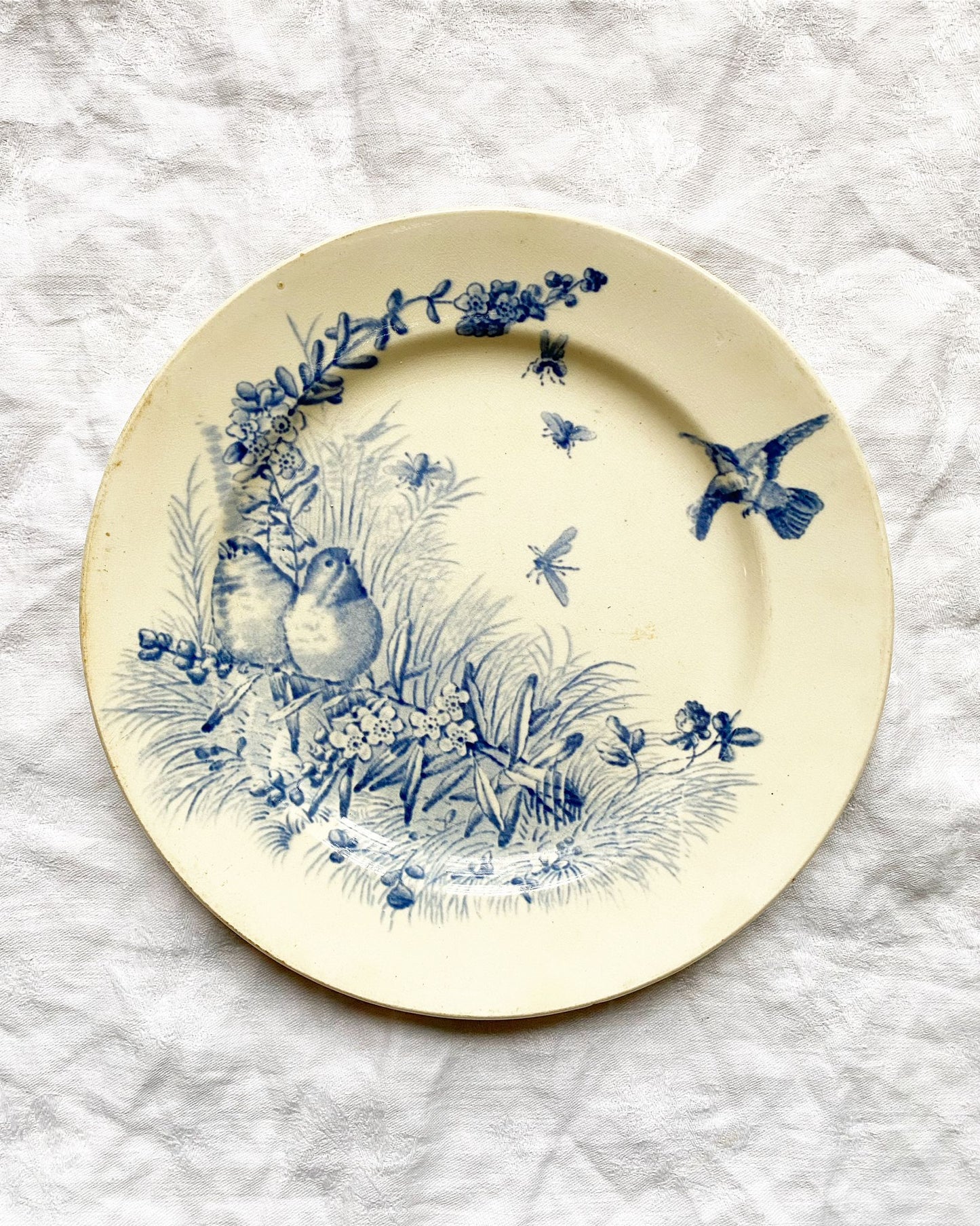 Oiseaux