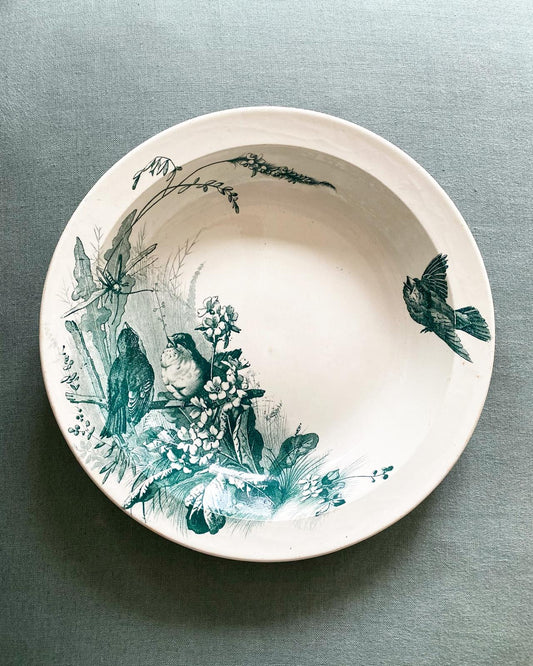 Oiseaux