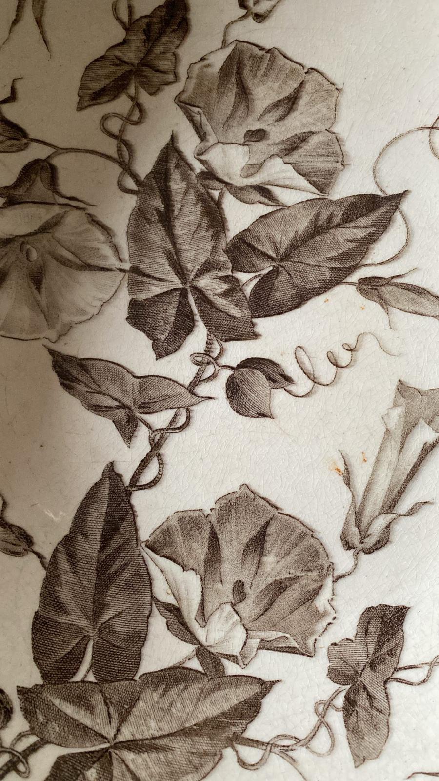Bindweed