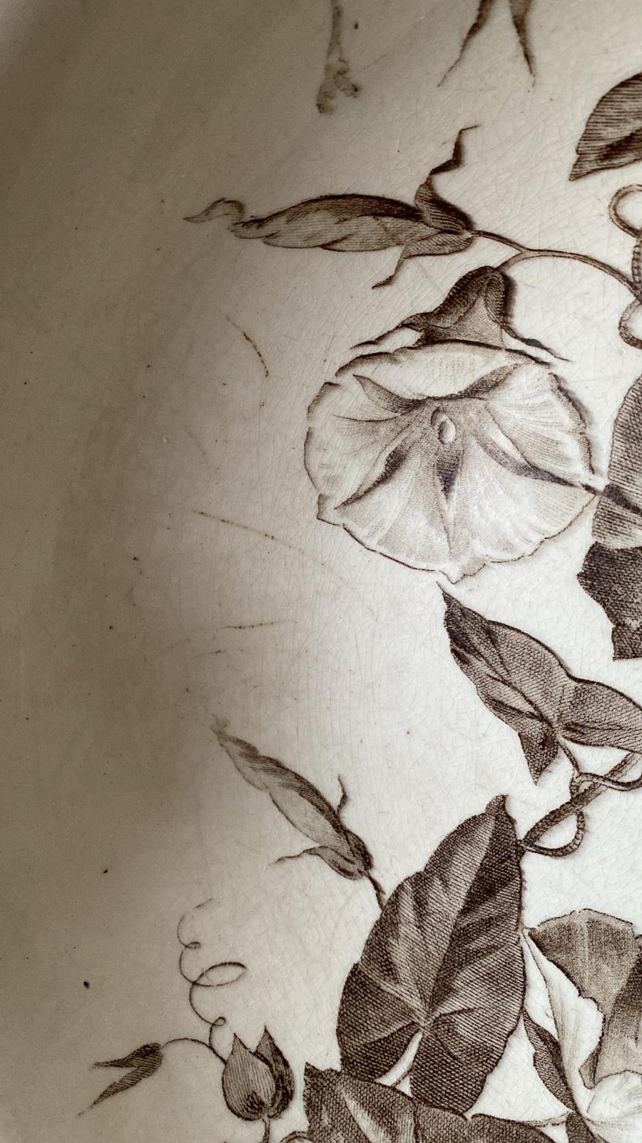 Bindweed
