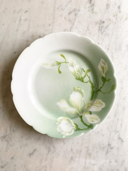 Magnolia