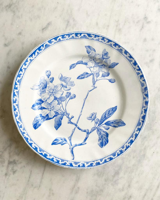 Fleur de pommier